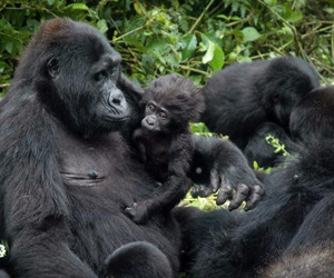 gorilla-safaris-uganda